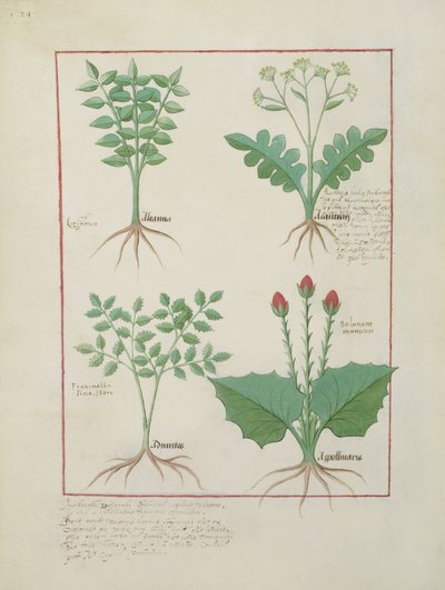 Top Row: Ligustrum and Acanthus. Bottom Row: Grass Plant and Apollinaris, Illustration from The Book of Simple Medicines, by Matthaeus Platearius (d.c.1161) c.1470 by Robinet Testard